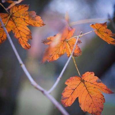 火狐体育APP下载手机版